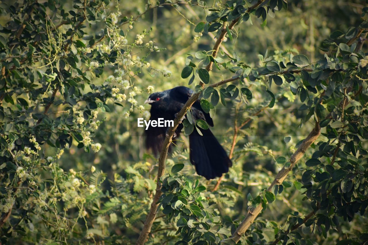 BIRD PERCHING ON TREE