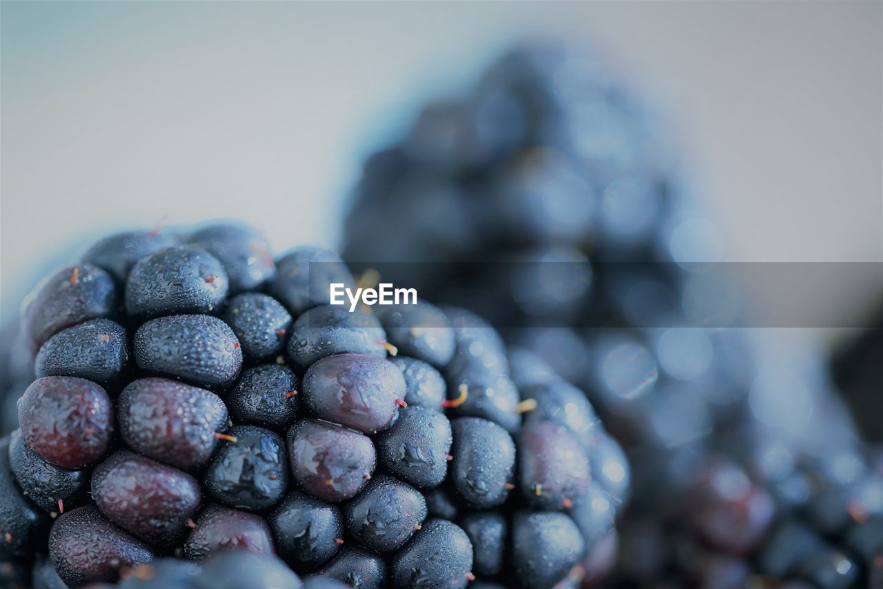 Close-up of berries