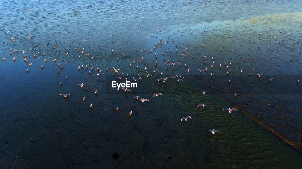 HIGH ANGLE VIEW OF FLOCK OF BIRDS