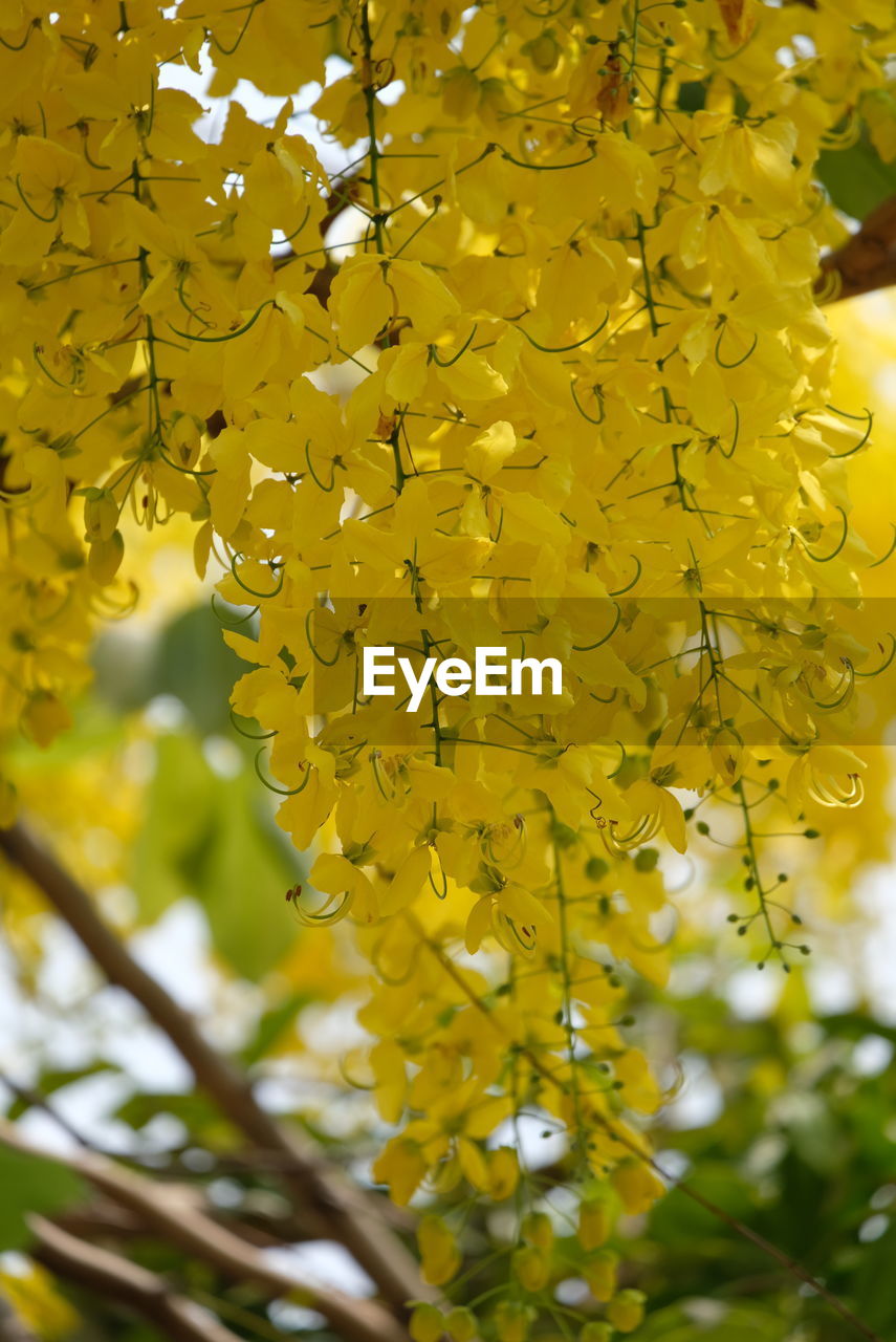 Close-up of yellow flowering plant