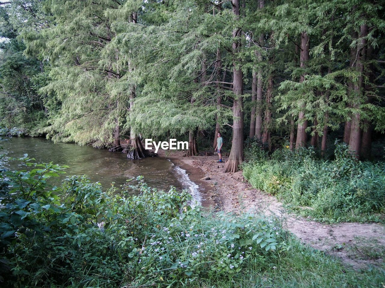 Mid distance view of man standing by lake in forest