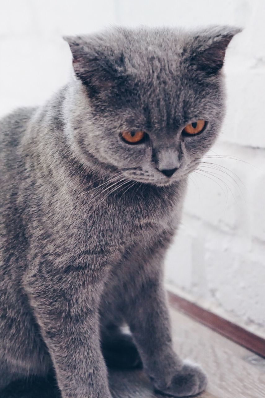 Close-up of shorthair cat sitting on floor