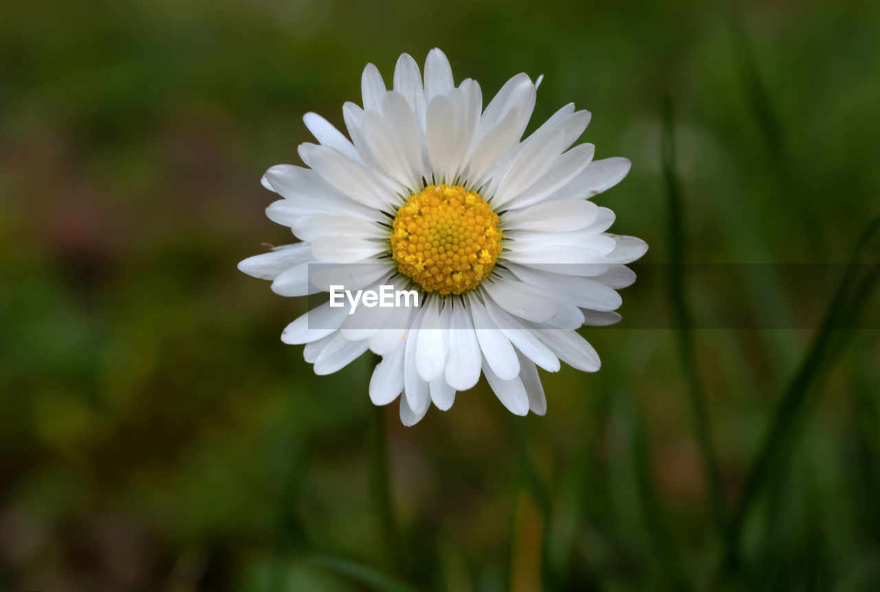 flower, flowering plant, plant, freshness, beauty in nature, petal, flower head, fragility, close-up, inflorescence, daisy, growth, nature, white, pollen, macro photography, field, focus on foreground, plant stem, no people, botany, meadow, springtime, outdoors, blossom, yellow, grass, summer, wildflower, environment, day