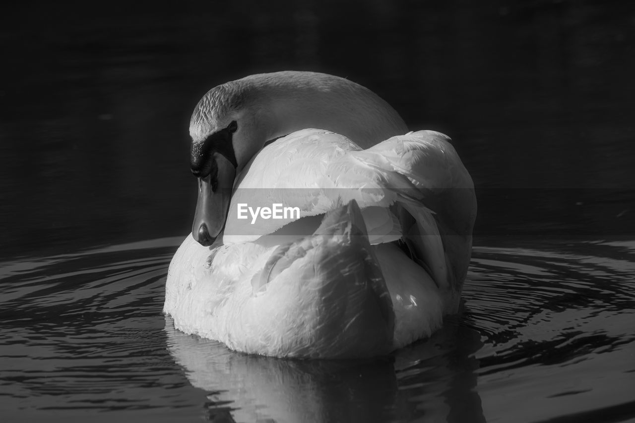 CLOSE-UP OF SWAN