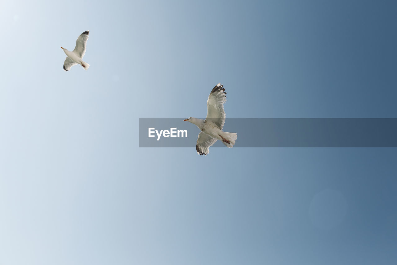 Low angle view of seagulls flying against clear blue sky