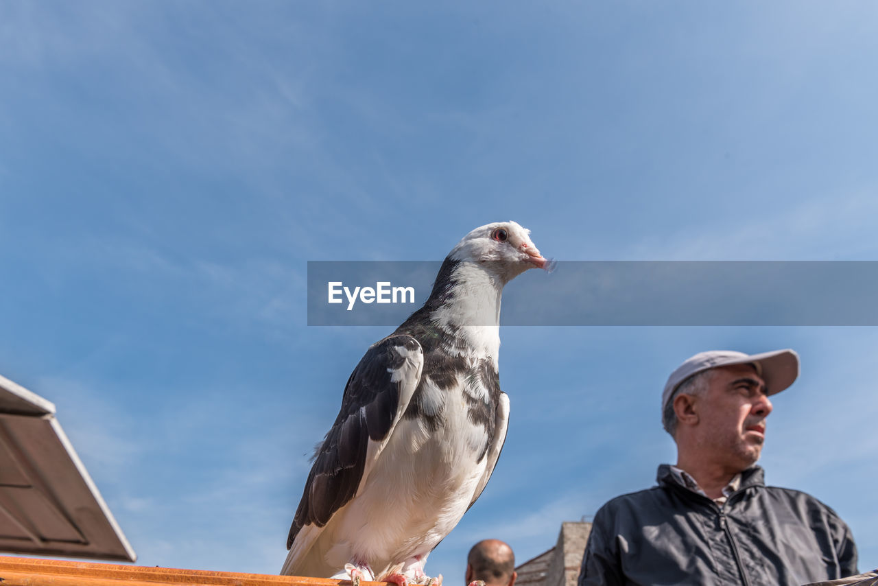 LOW ANGLE VIEW OF SEAGULL PERCHING ON TOP OF MAN