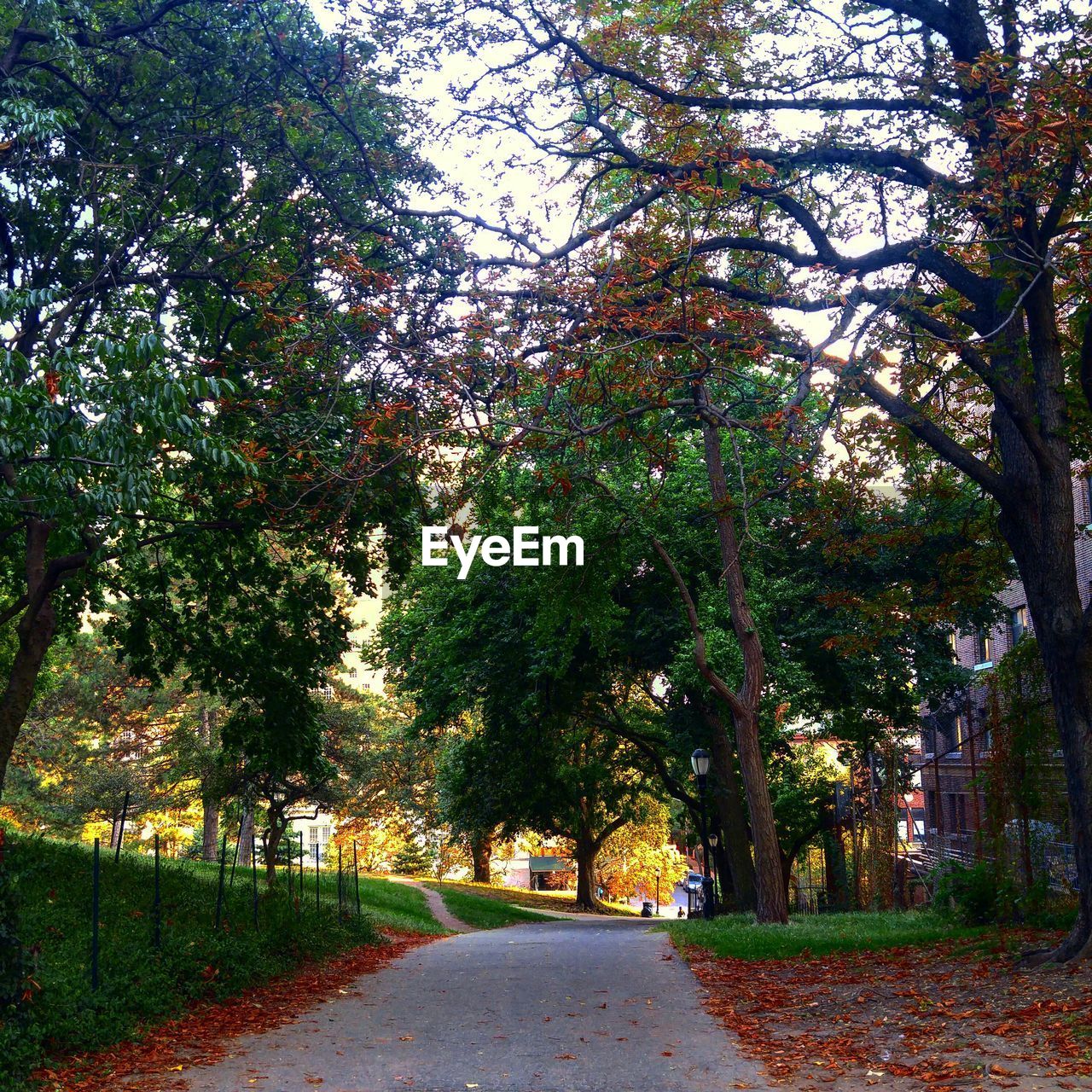 ROAD PASSING THROUGH TREES