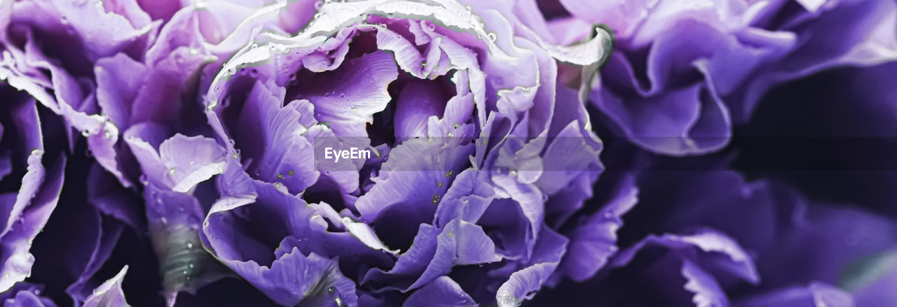 FULL FRAME SHOT OF PURPLE FLOWERING PLANTS