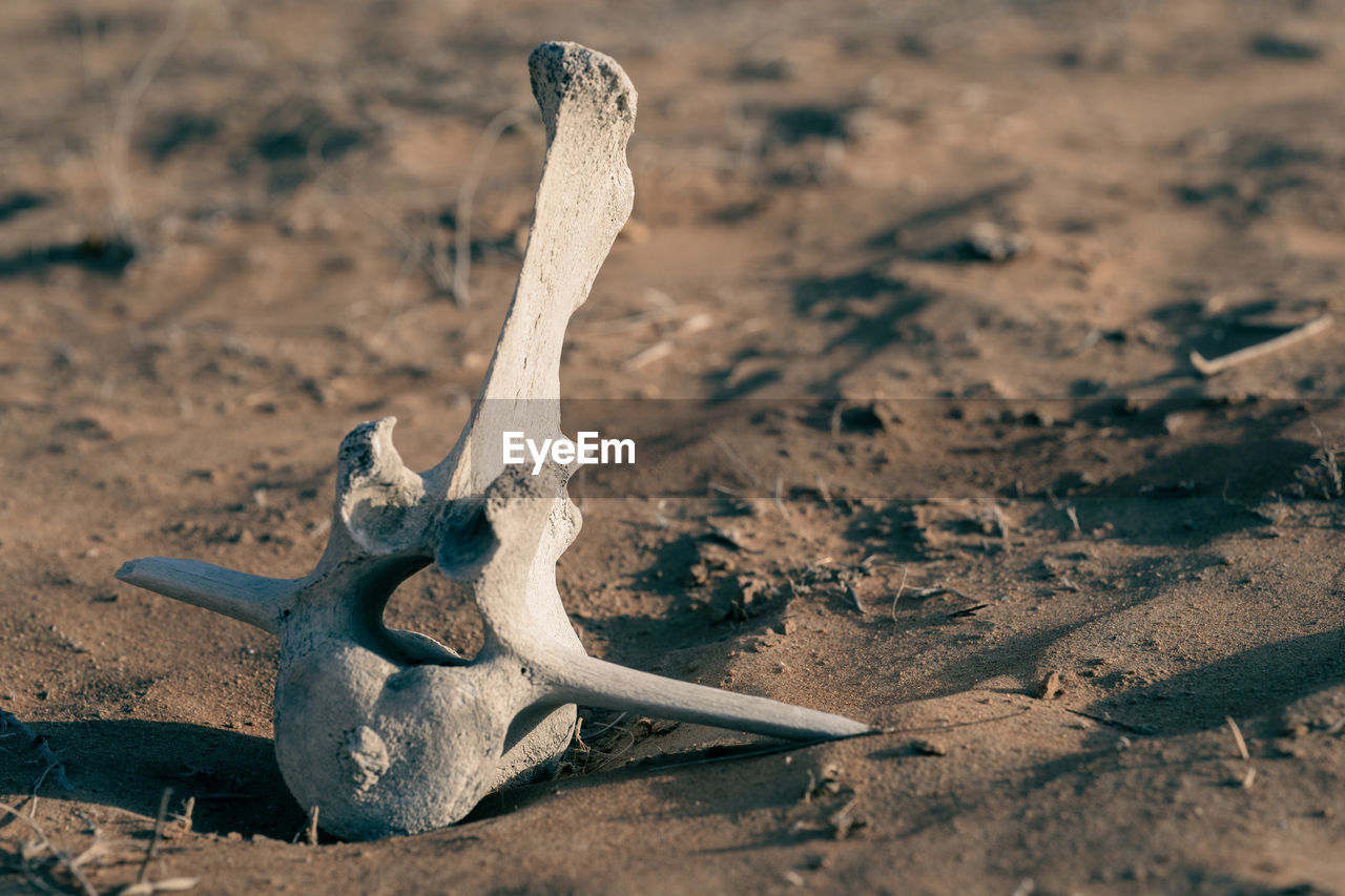 HIGH ANGLE VIEW OF ANIMAL SKULL