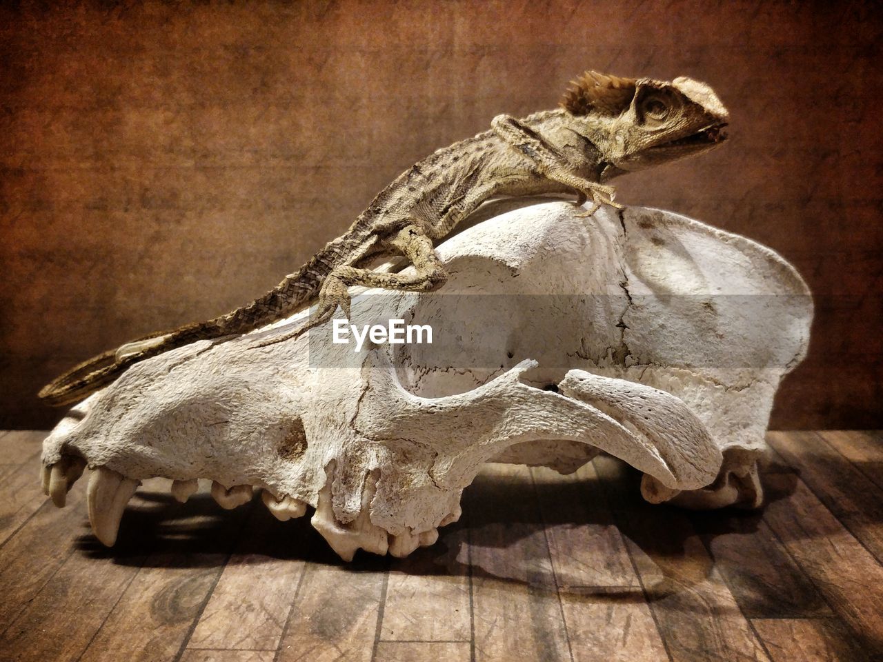 CLOSE-UP OF SKULL