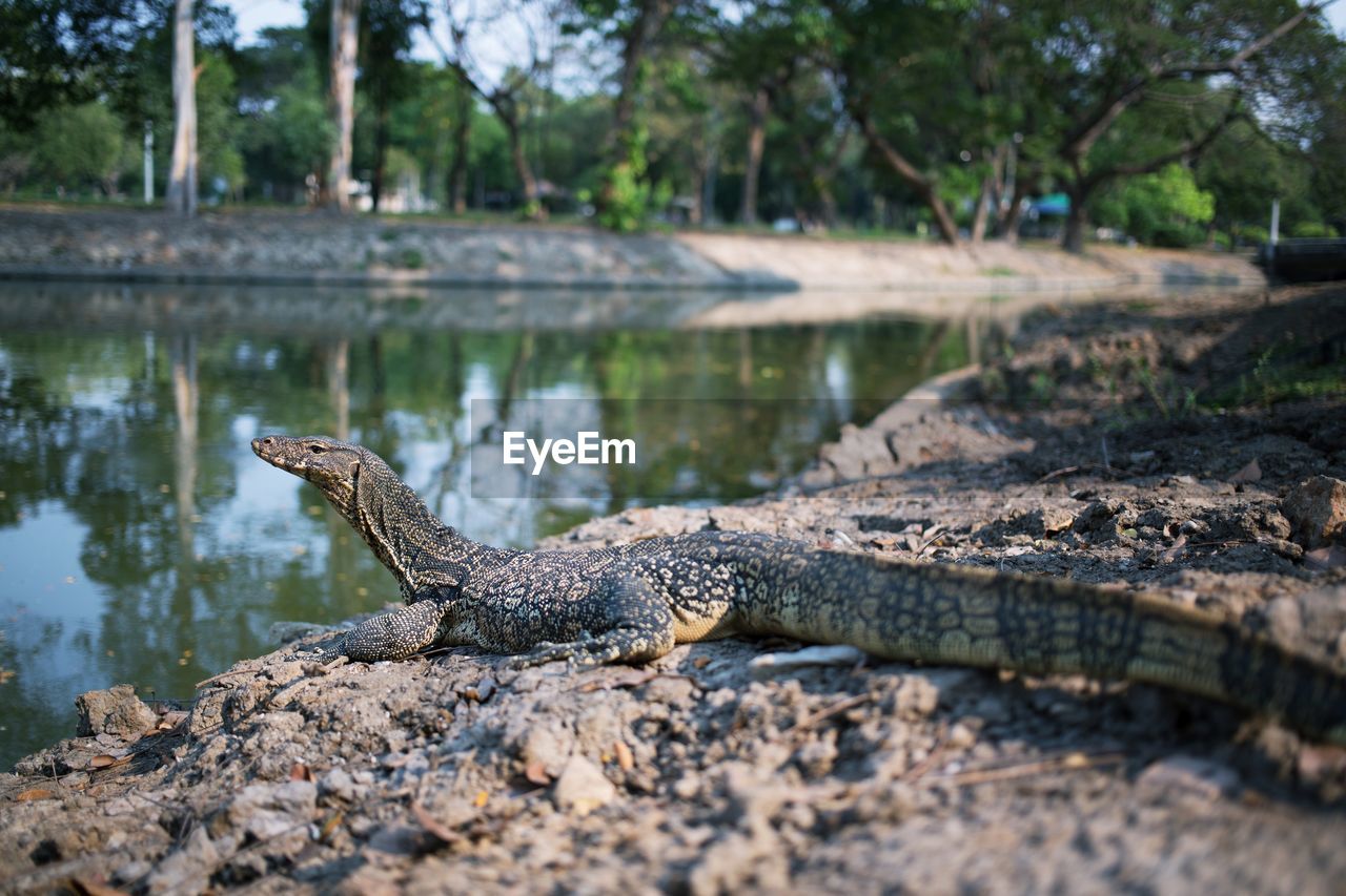 VIEW OF LIZARD ON ROCK