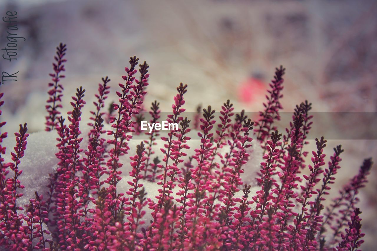 Close-up of pink flowering plant on field