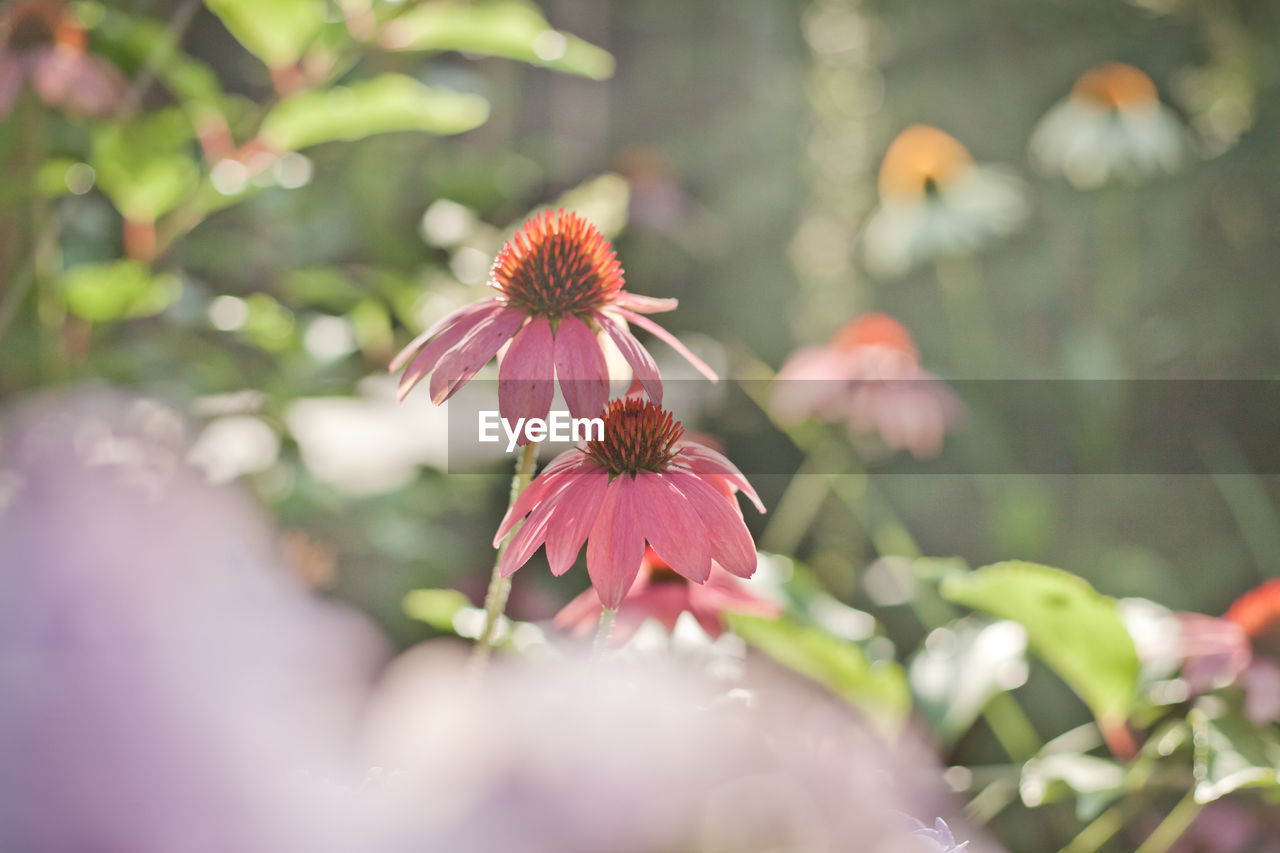 Echinacea purpurea in magic light. background of garden full of flowers.