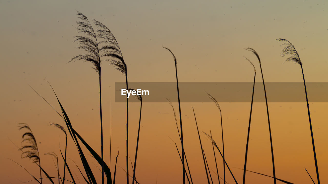 CLOSE-UP OF SILHOUETTE PLANTS AGAINST SUNSET SKY