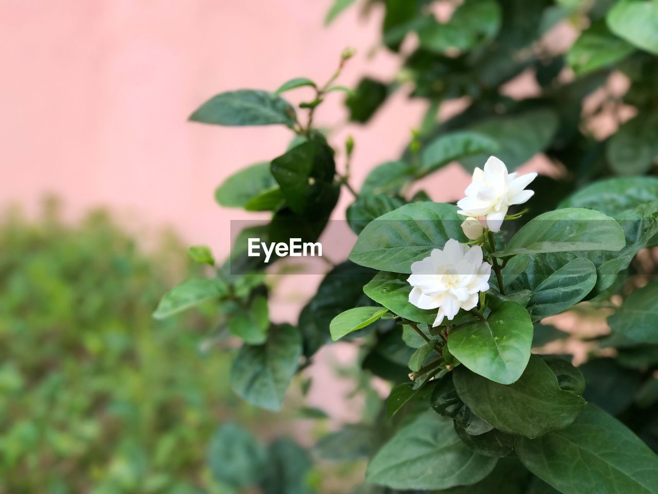 Close-up of fresh white flowers blooming outdoors