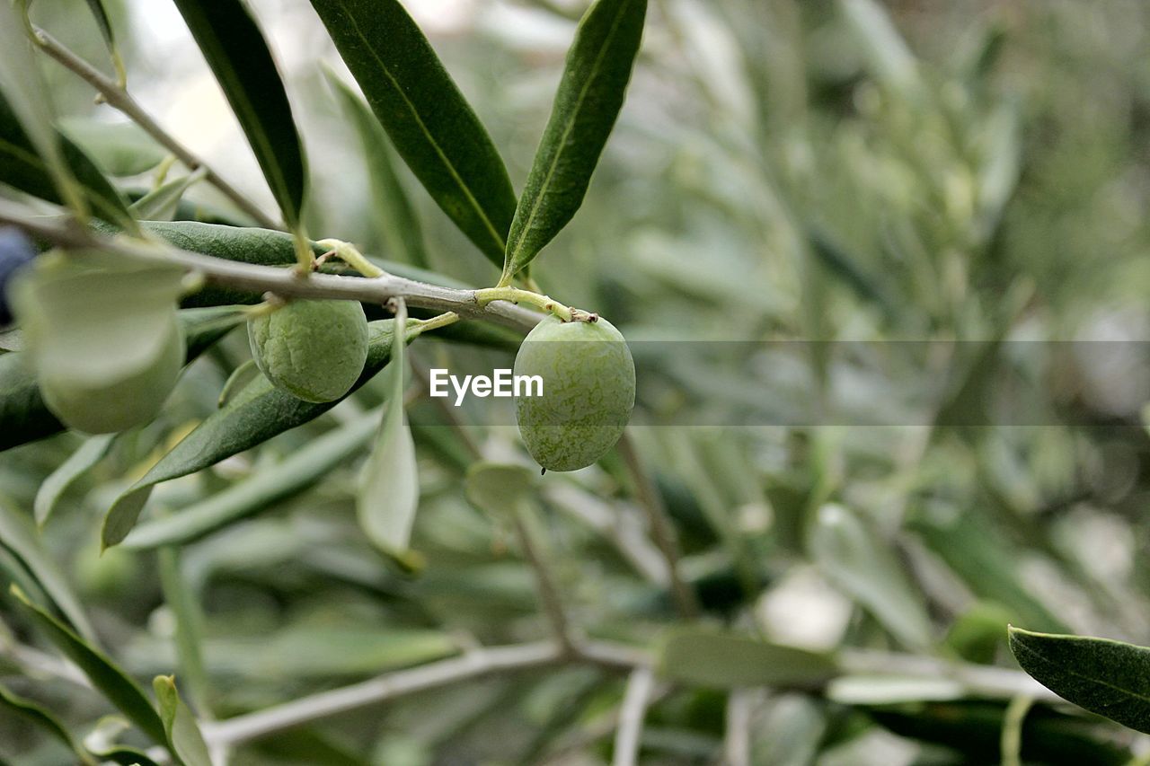 Close-up of fruit growing on tree