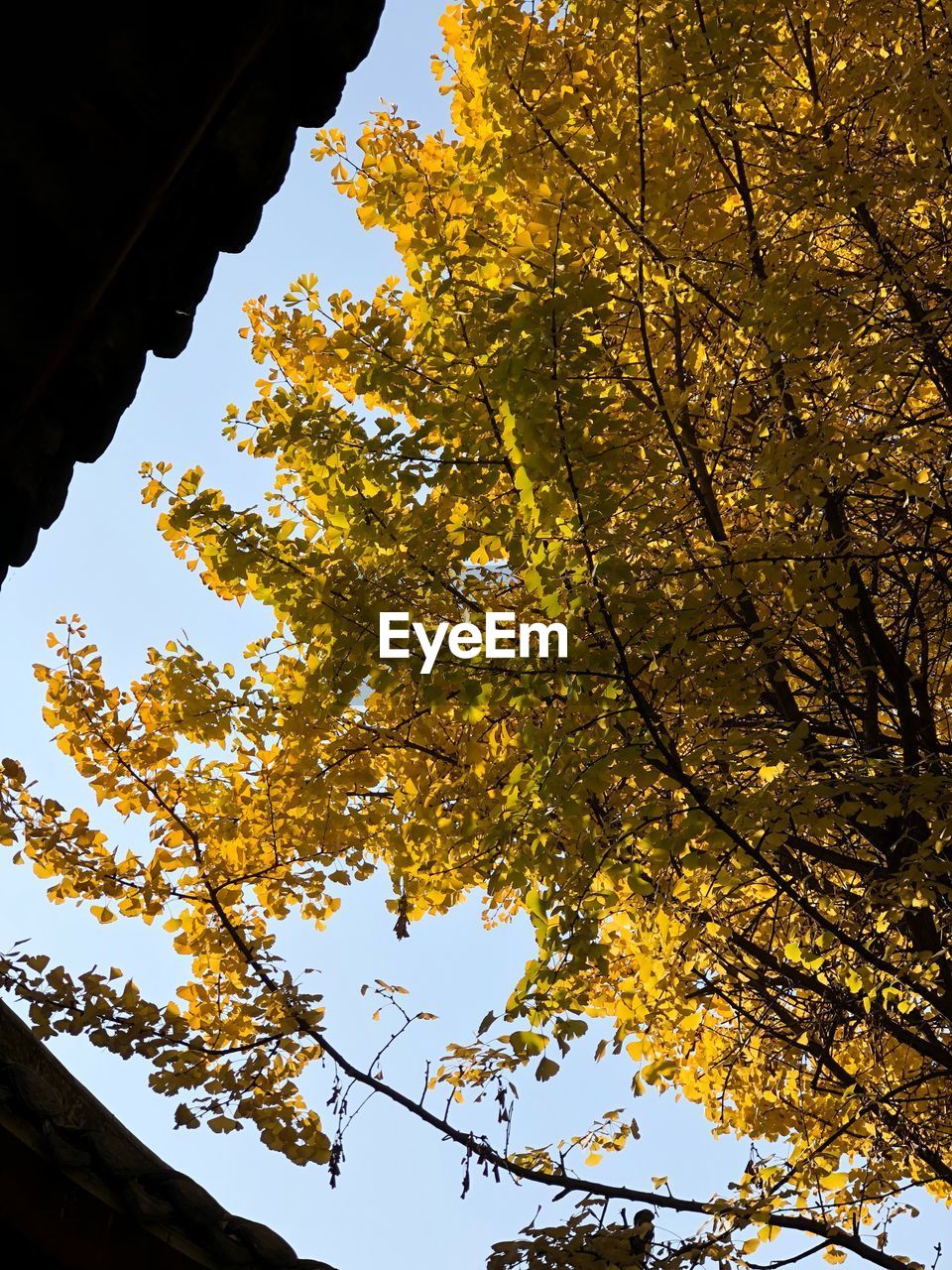 LOW ANGLE VIEW OF AUTUMN TREE AGAINST SKY