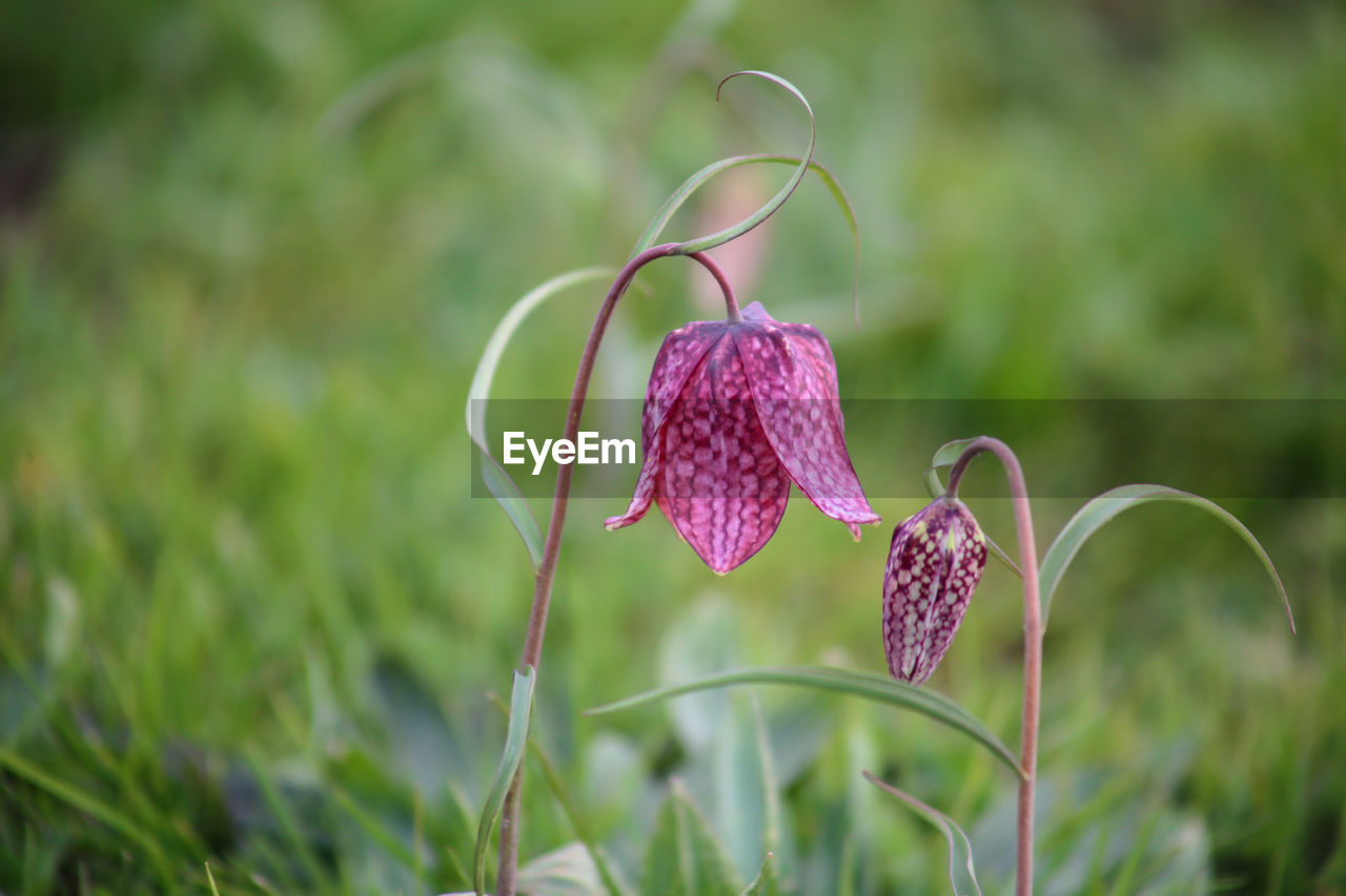 CLOSE-UP OF PURPLE FLOWERS