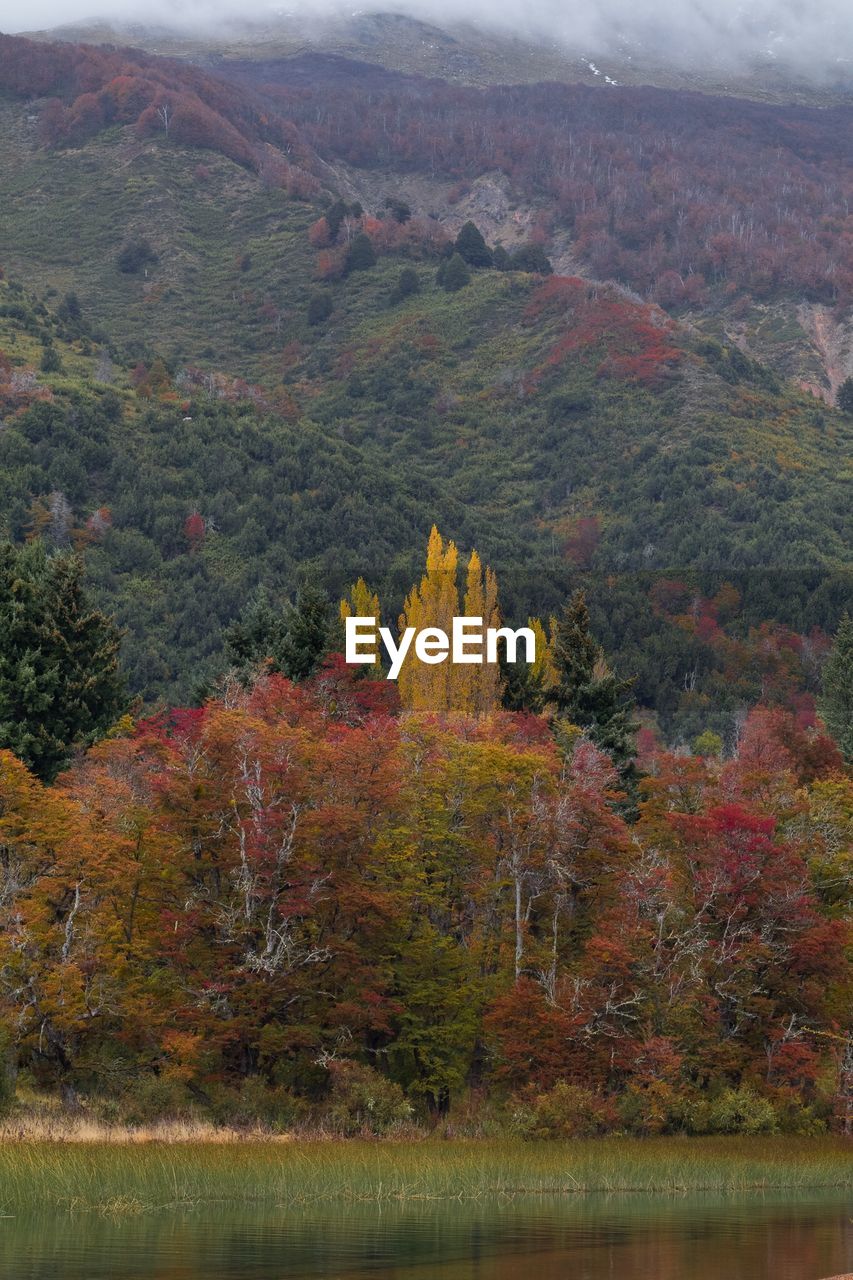 SCENIC VIEW OF AUTUMN TREES ON LAND