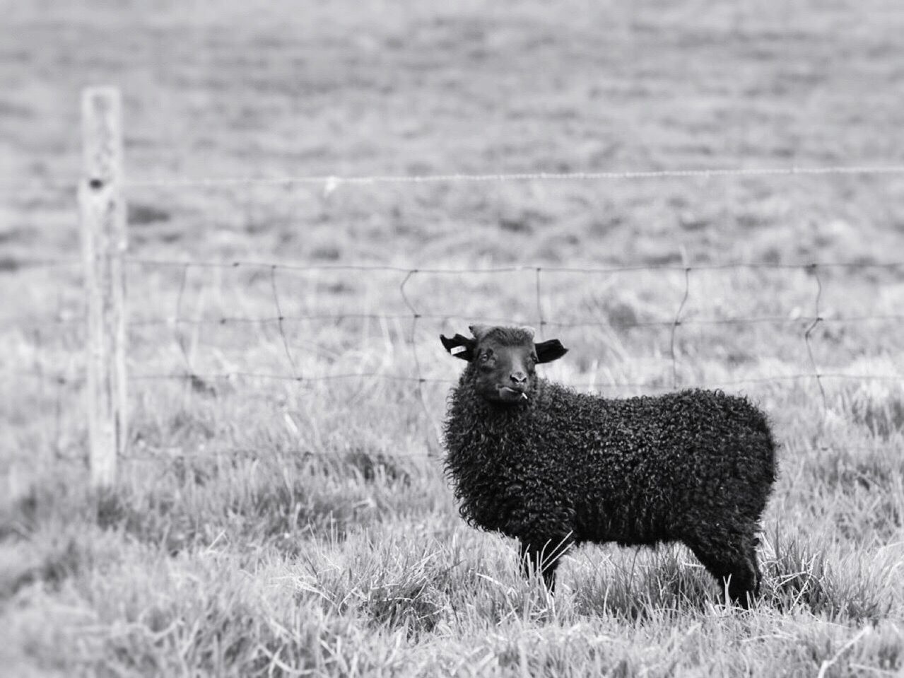 Black sheep in field