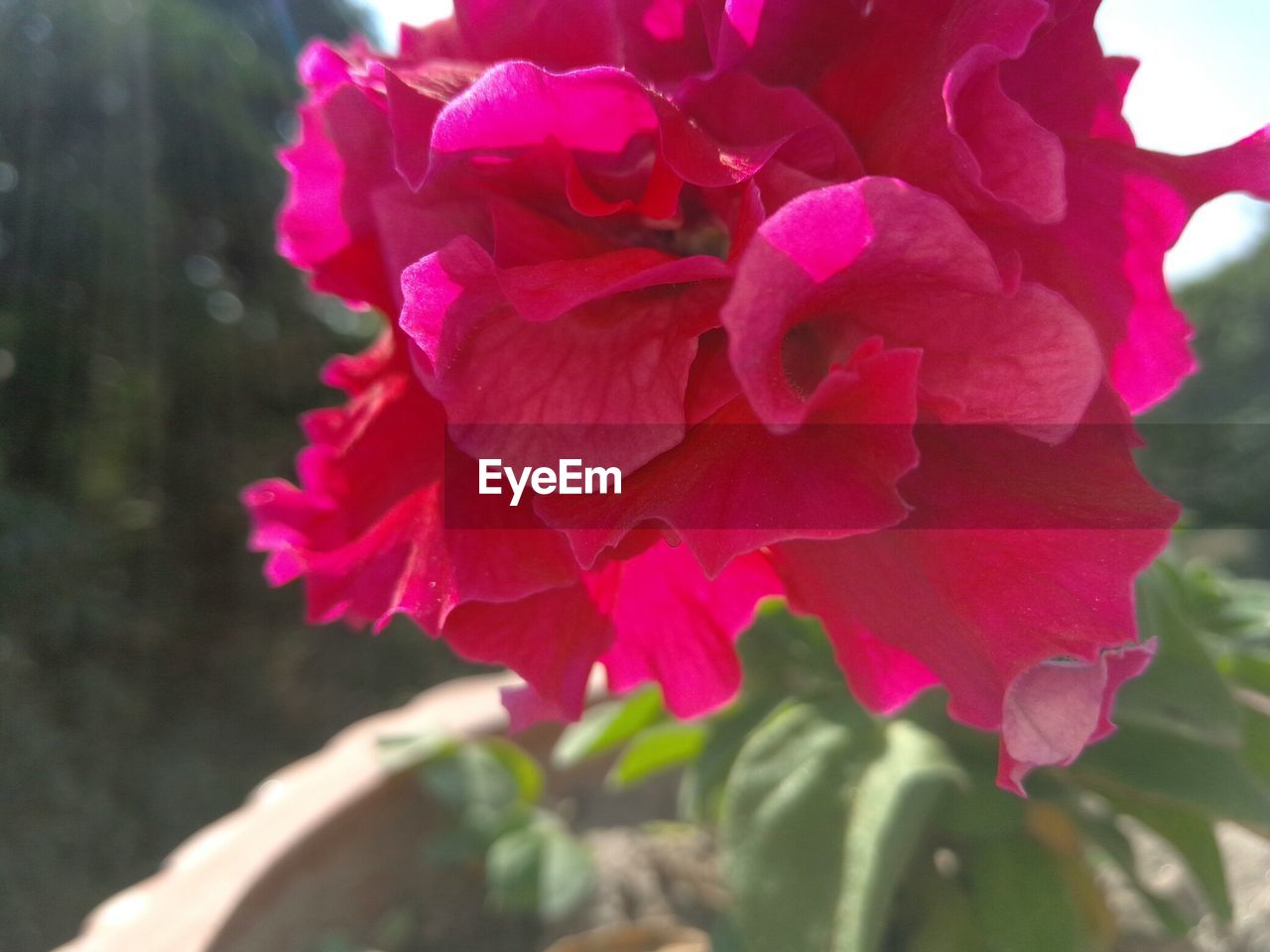 CLOSE-UP OF PINK FLOWER BLOOMING