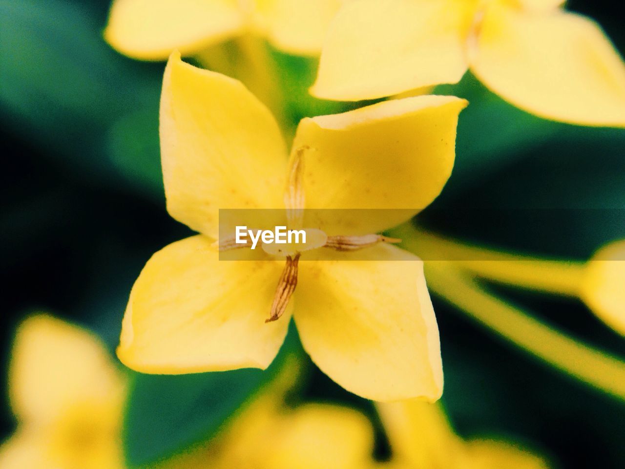 Close-up of yellow flowers