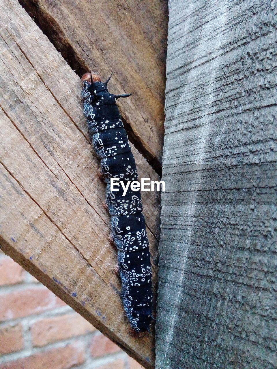 HIGH ANGLE VIEW OF INSECT ON WOOD