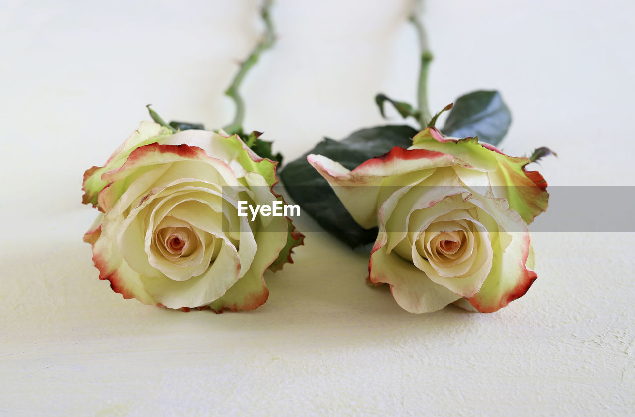 CLOSE-UP OF ROSE BOUQUET ON PLANT