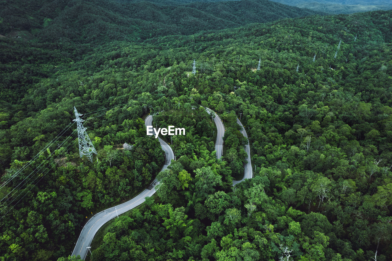 High angle view of trees in forest
