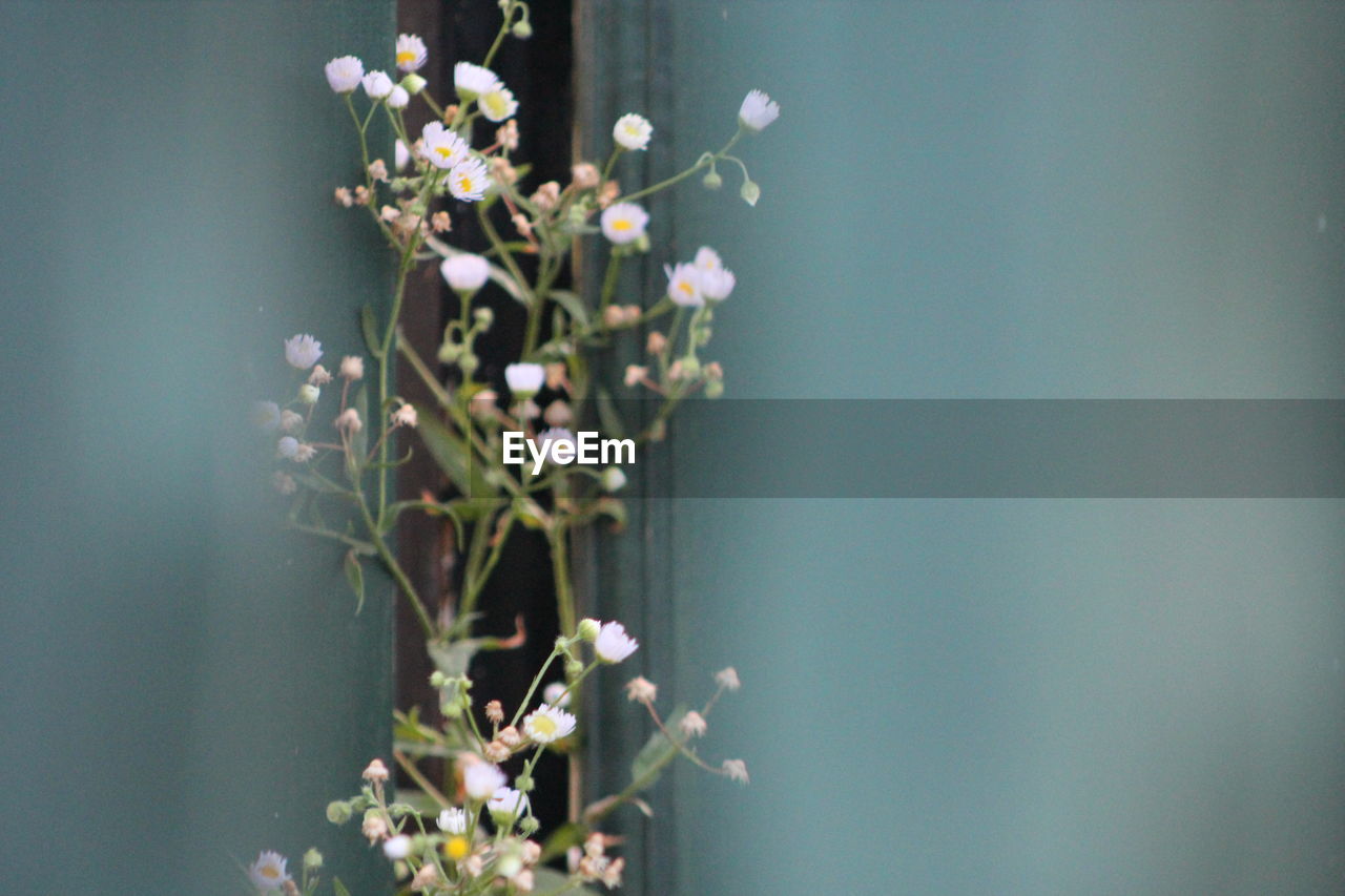 Close-up of flowers blooming outdoors