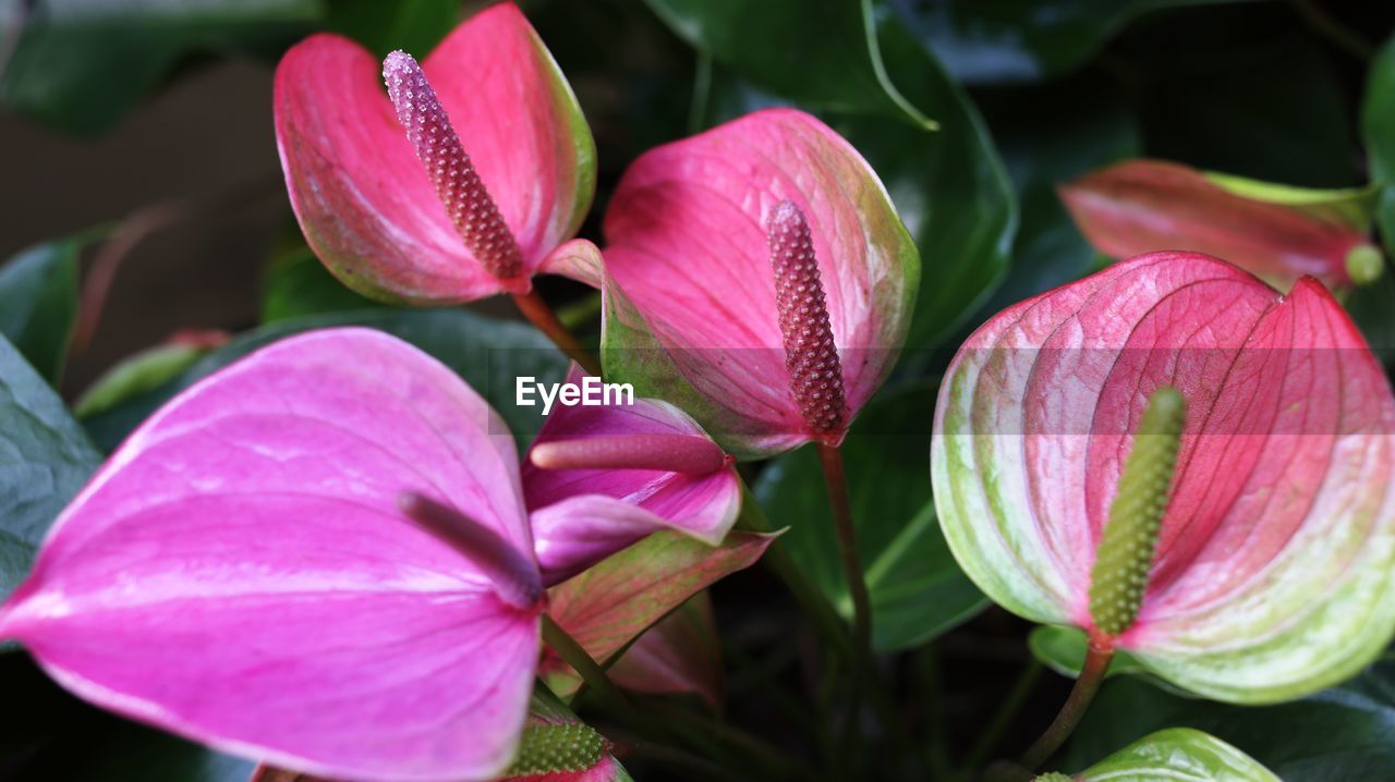 Close-up of pink flowering plant