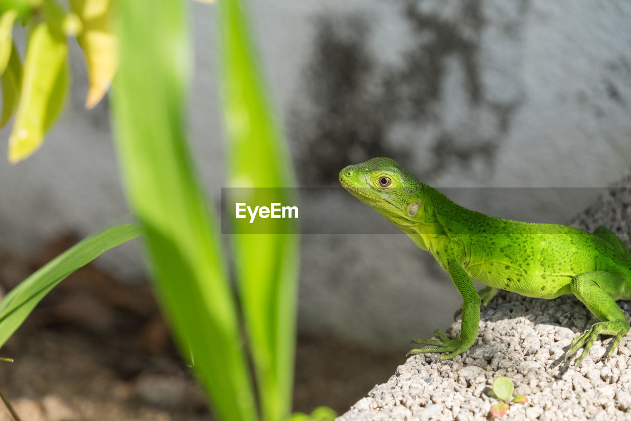 Close-up of green lizard on rock