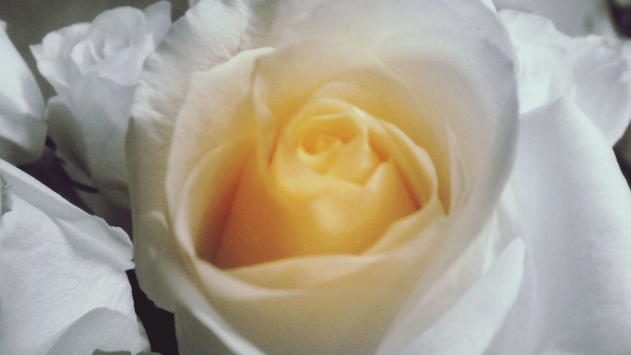 CLOSE-UP OF WHITE ROSES