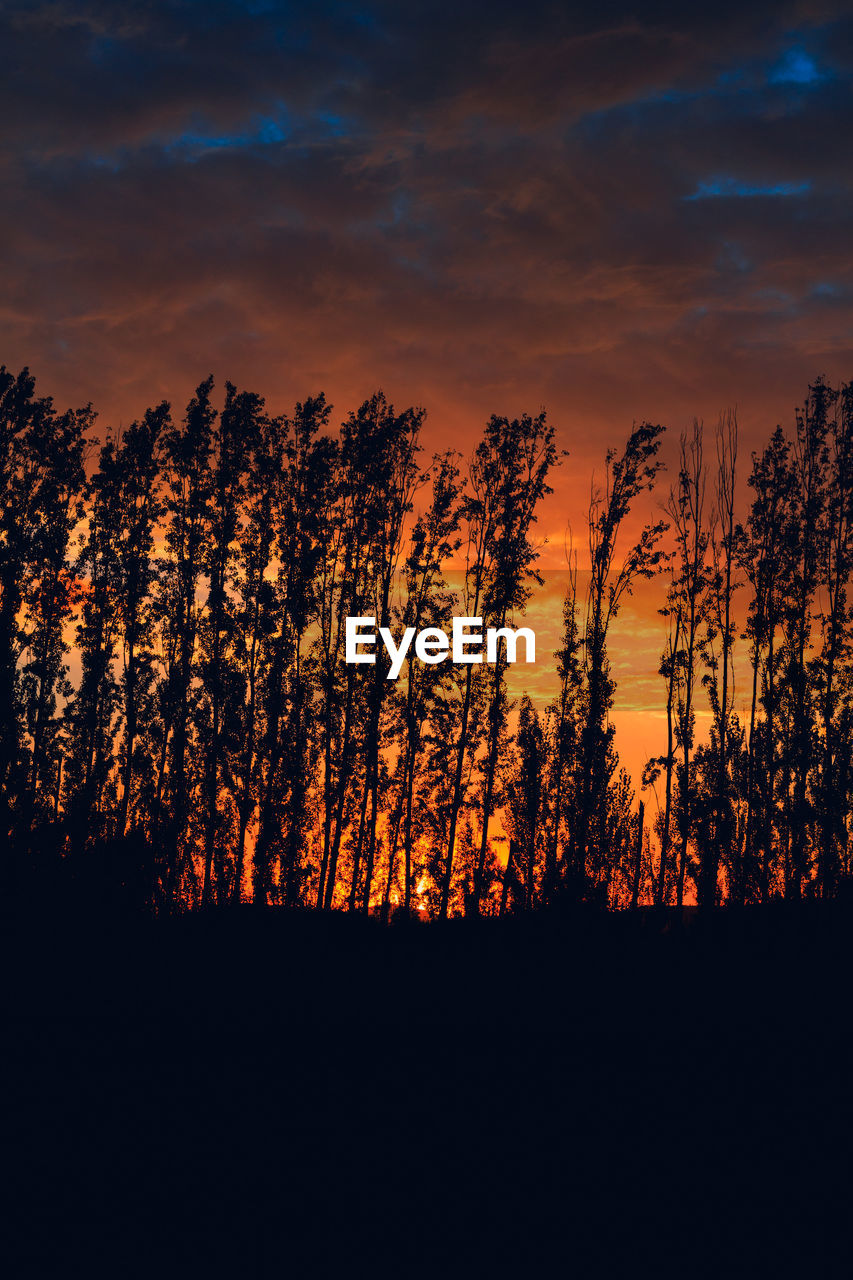 SILHOUETTE TREES IN FOREST DURING SUNSET