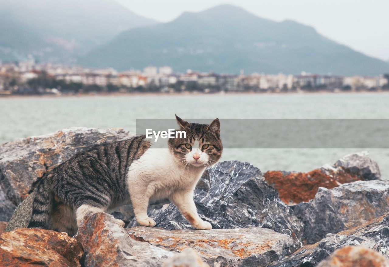 Portrait of cat on rock against mountain