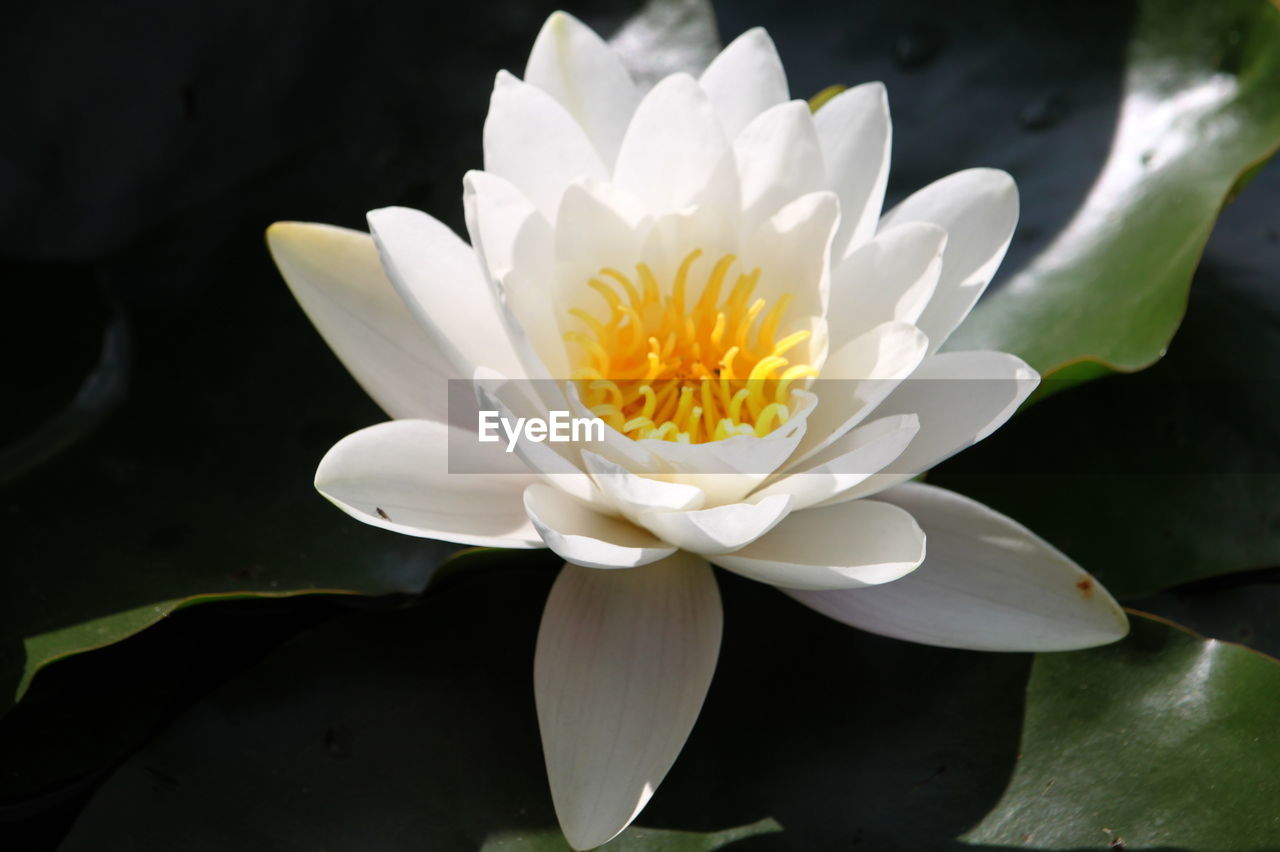 Close-up of white water lily in pond
