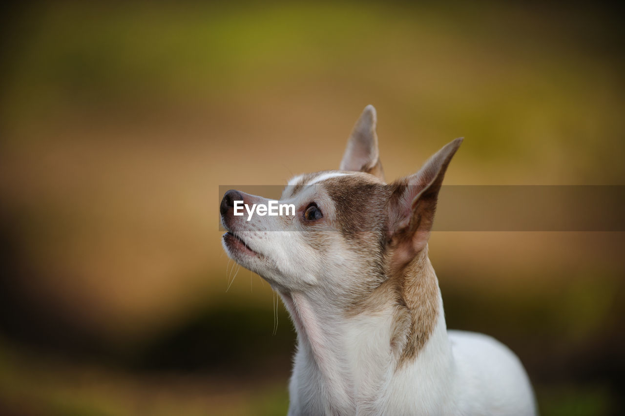 Close-up of chihuahua looking away