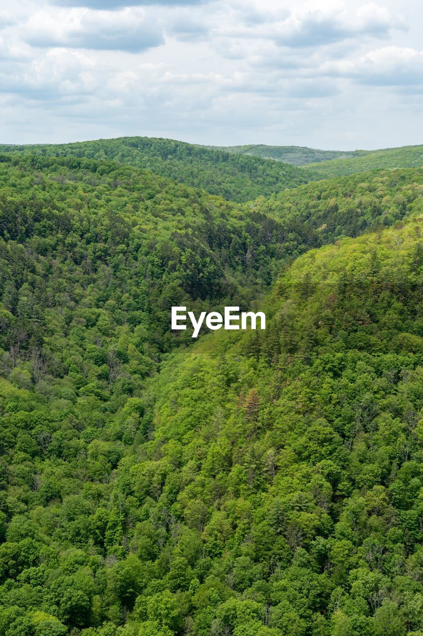 SCENIC VIEW OF TREES ON LANDSCAPE AGAINST SKY