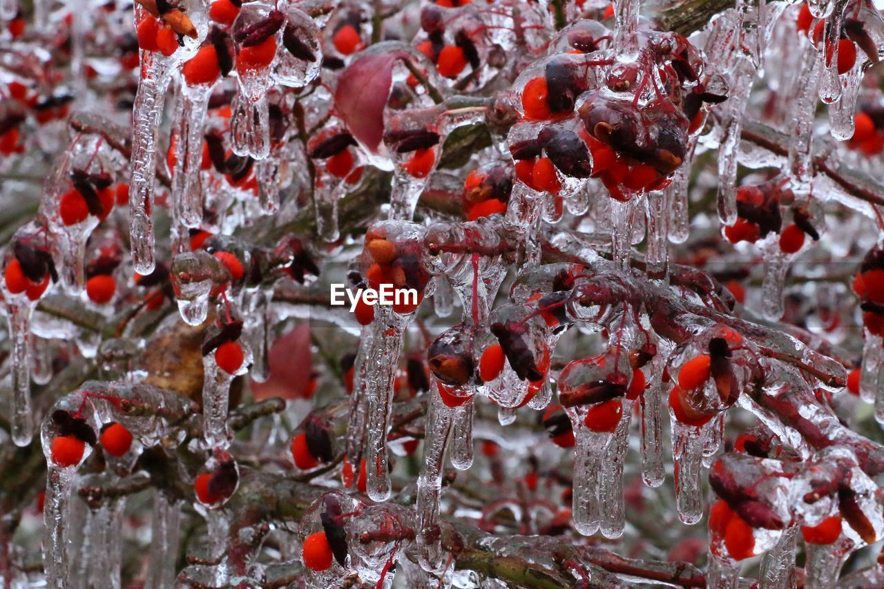 CLOSE-UP OF FROZEN BERRIES