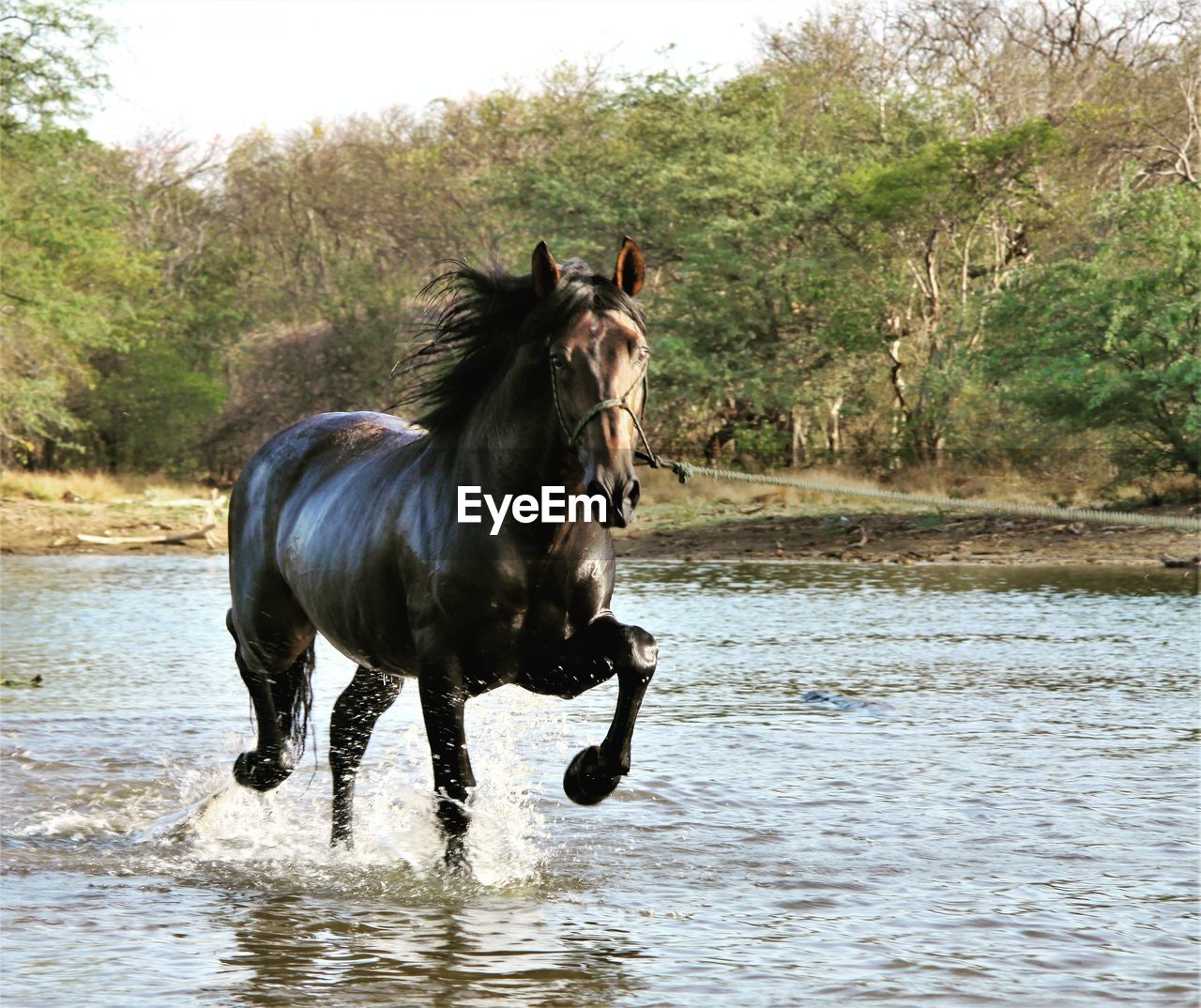Horse running in water