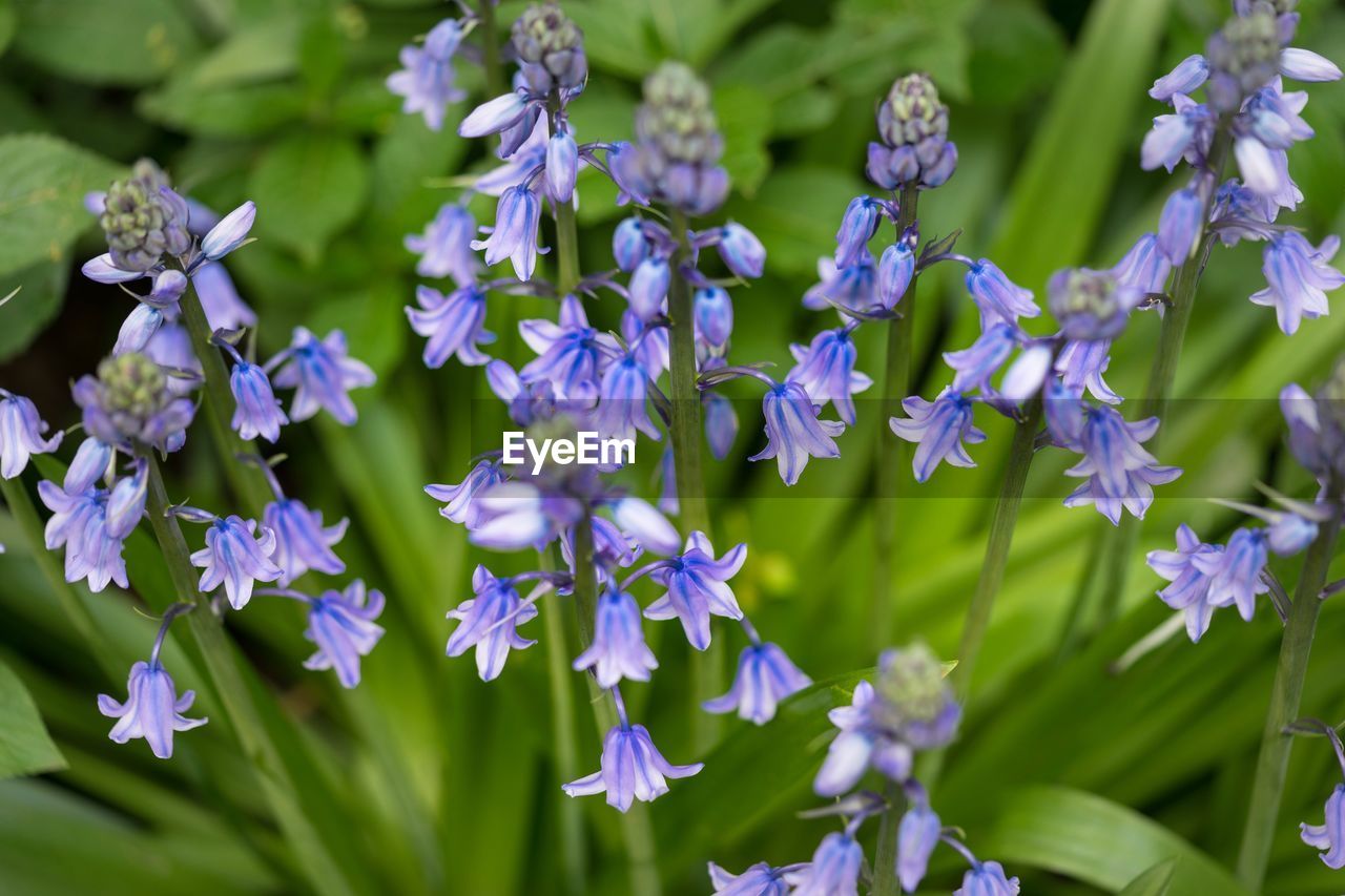 Close-up of purple flowers