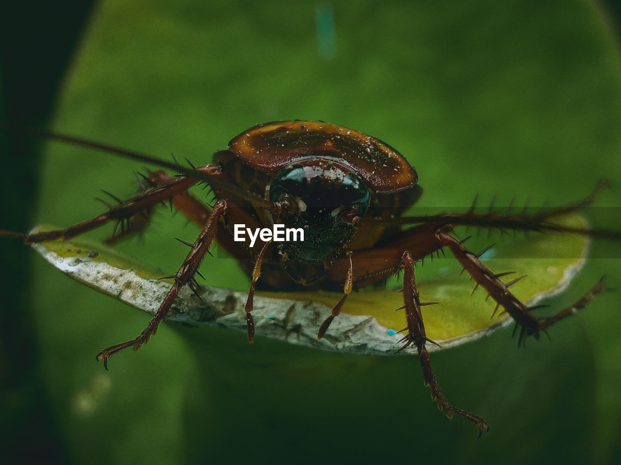 CLOSE-UP OF A SPIDER