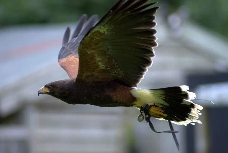 CLOSE-UP OF BIRDS PERCHING ON RAILING