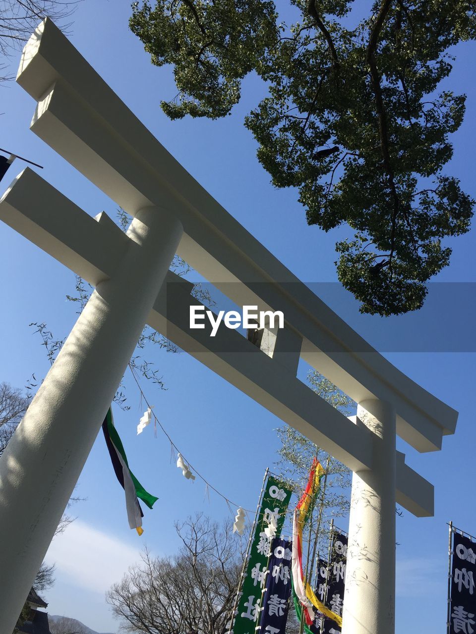 LOW ANGLE VIEW OF TREES AGAINST SKY