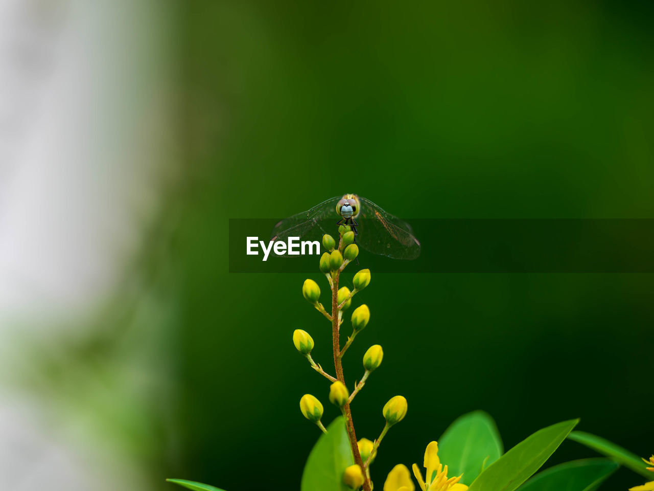 CLOSE-UP OF BUTTERFLY POLLINATING ON LEAF