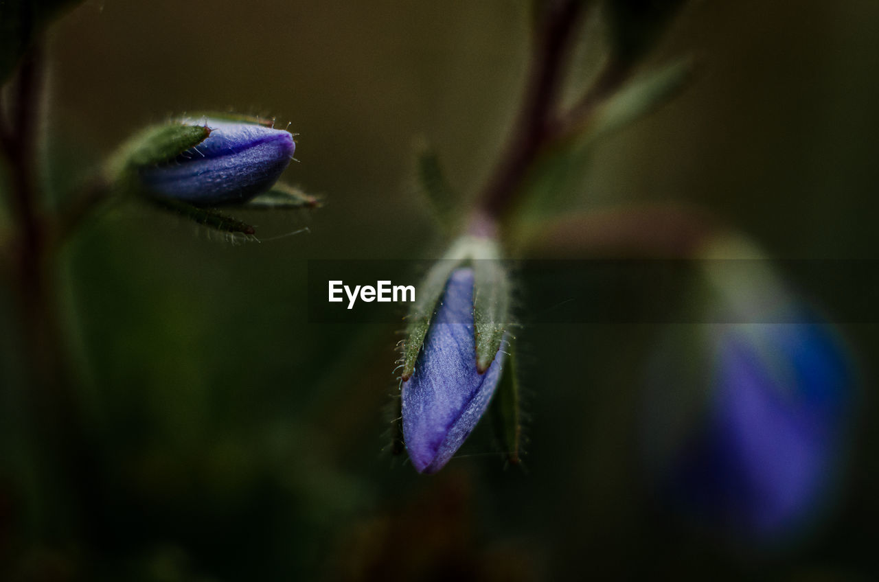 Close-up of purple flower blooming outdoors