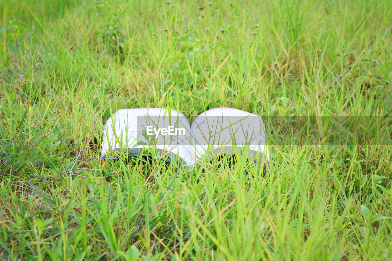 Beauty In Nature Close-up Day Field Focus On Foreground Grass Green Color Growth High Angle View Land Nature No People Outdoors Plant Selective Focus Vulnerability  White White Color