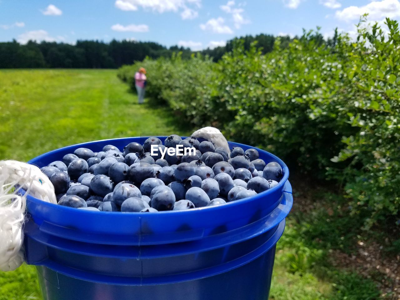Close-up of blueberries in container on field