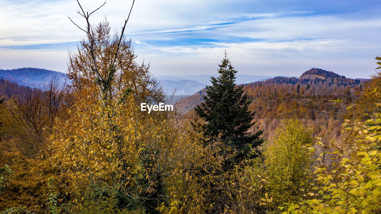 SCENIC VIEW OF TREES AGAINST SKY