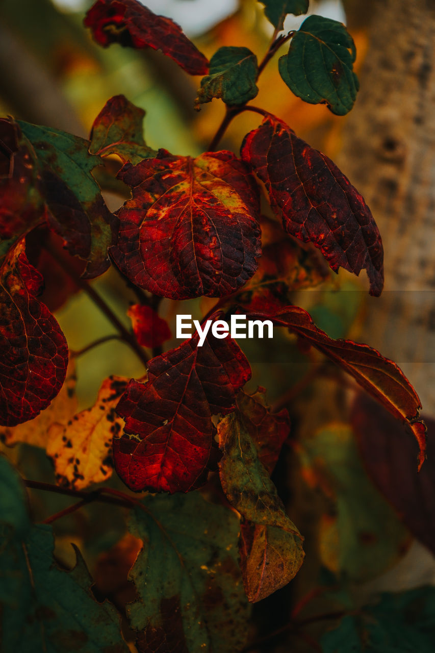 autumn, leaf, red, nature, plant, plant part, macro photography, tree, branch, flower, food, fruit, food and drink, yellow, no people, close-up, healthy eating, focus on foreground, outdoors, beauty in nature, growth, green, day, freshness, sunlight
